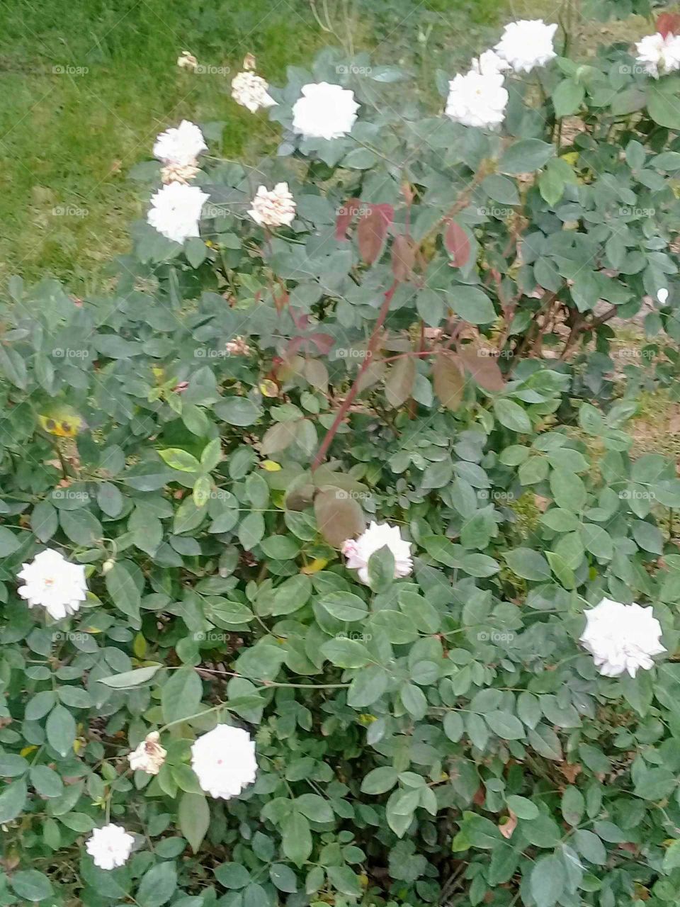 rosas rococó blancas comenzando a florecer