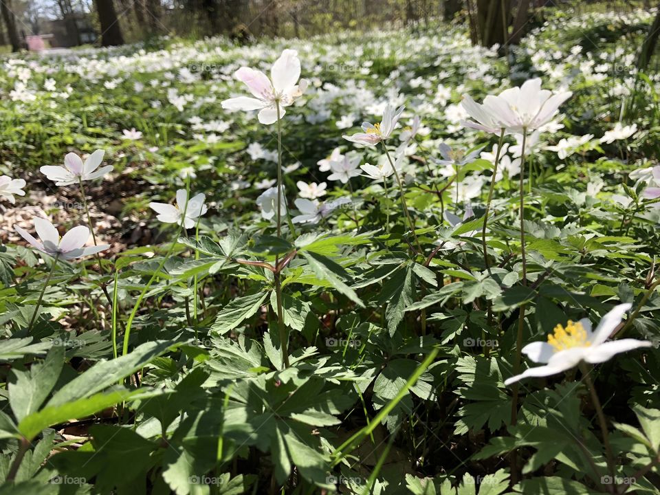 Anemone nemorosa