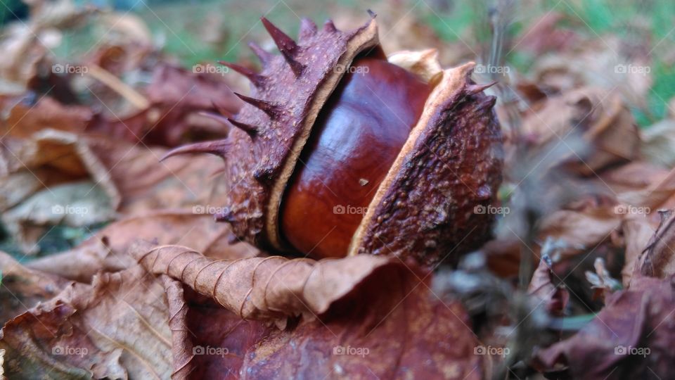 Fall, Nature, Food, Leaf, Flora