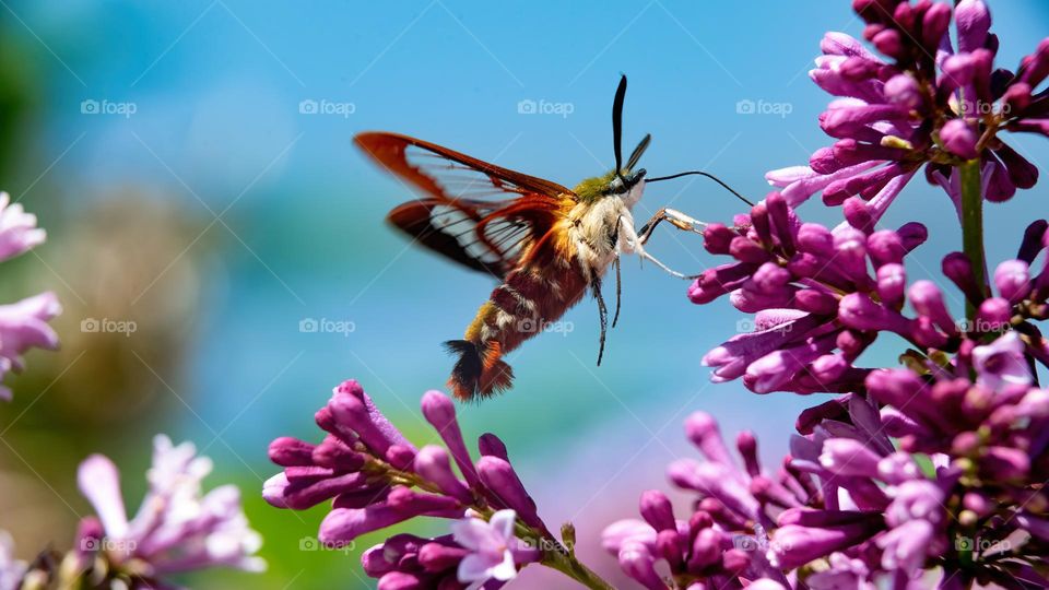 Hummingbird Clearwing Moth