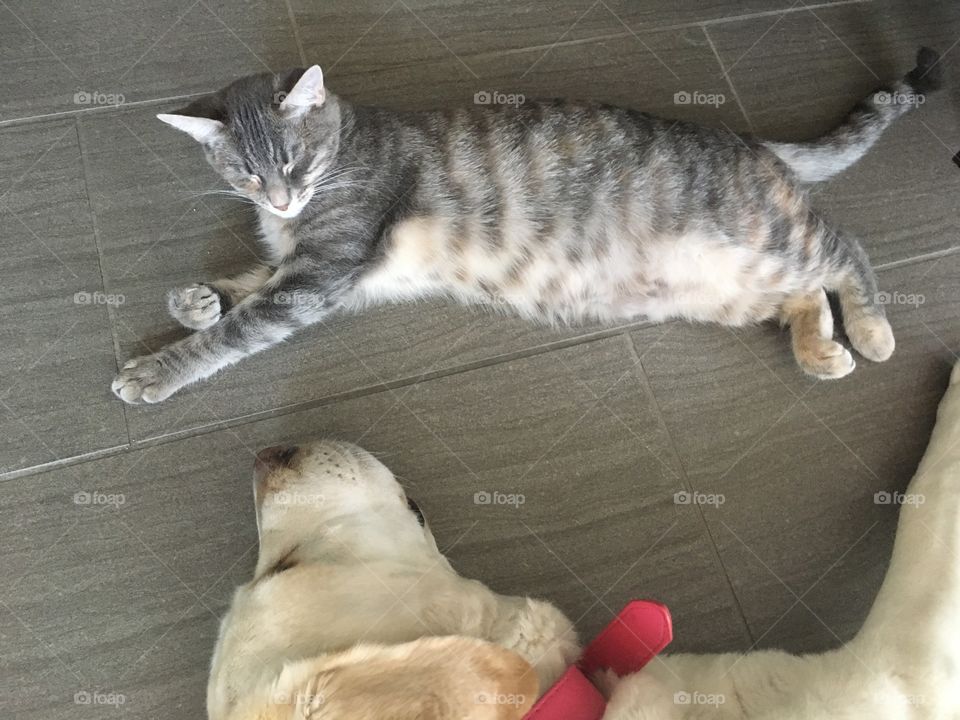 Best friends Lucy and Lily getting a little nap time 