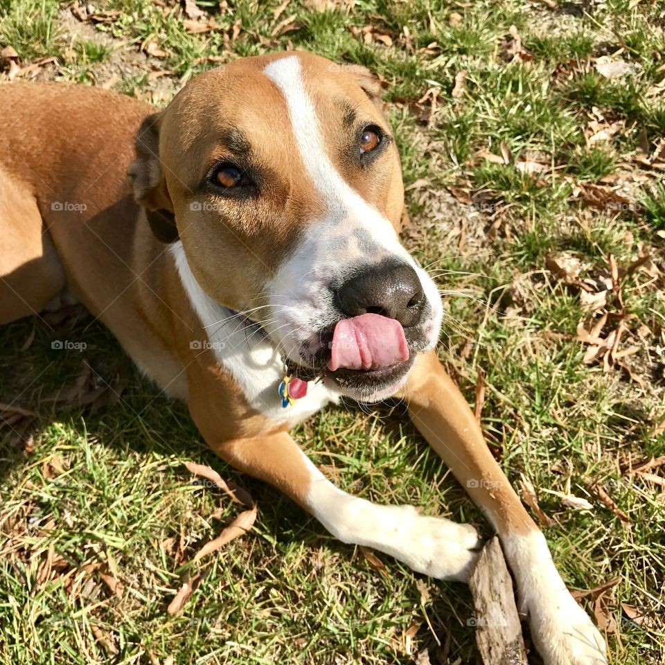 Dog Sticking Tongue Out