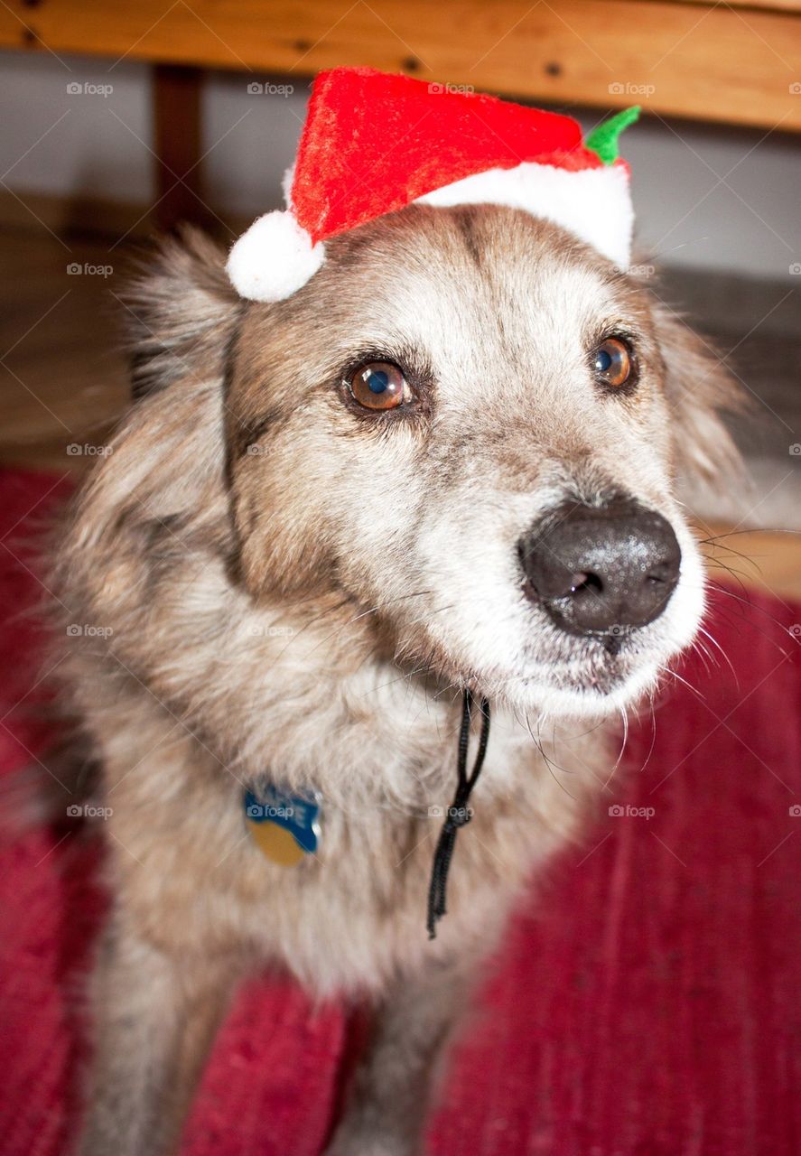 Santa pup 