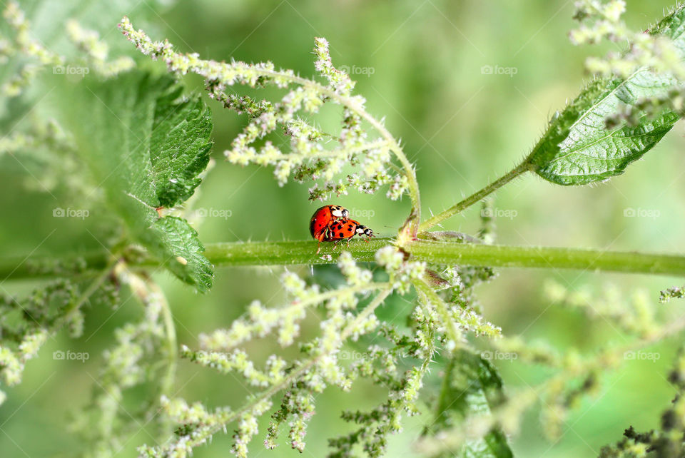 Two ladybugs in love on a stalk of nettle, summer passions in nature