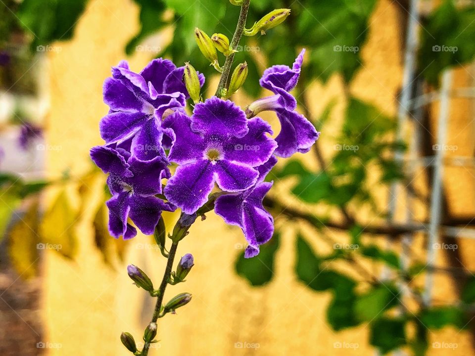 A small and beautiful purple flower in the street, bringing color and beauty to the neighborhood.