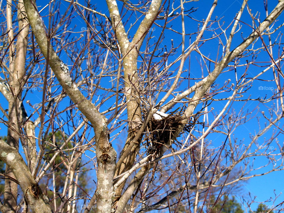 Tree, Branch, Wood, No Person, Nature