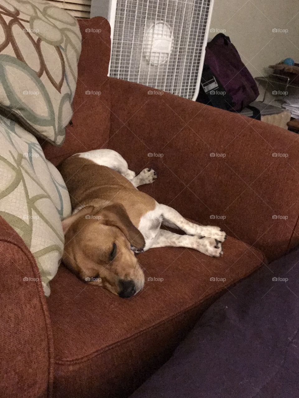 Sleeping beagle mix 