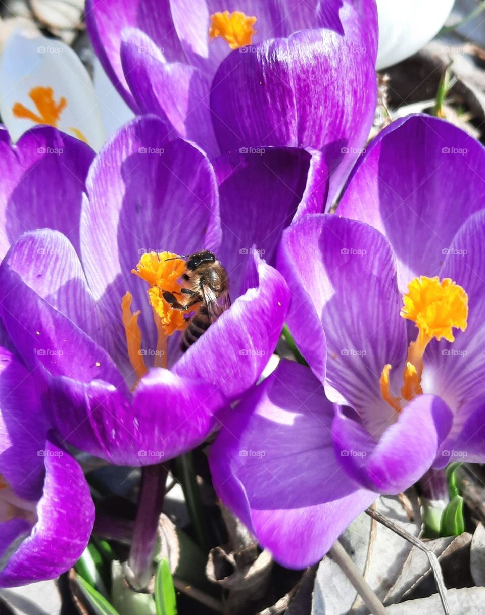 purple crocus with first pollinating bee