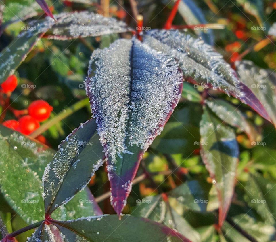 Frost seen on a color rich leaf, this was taken before my commute to the city!