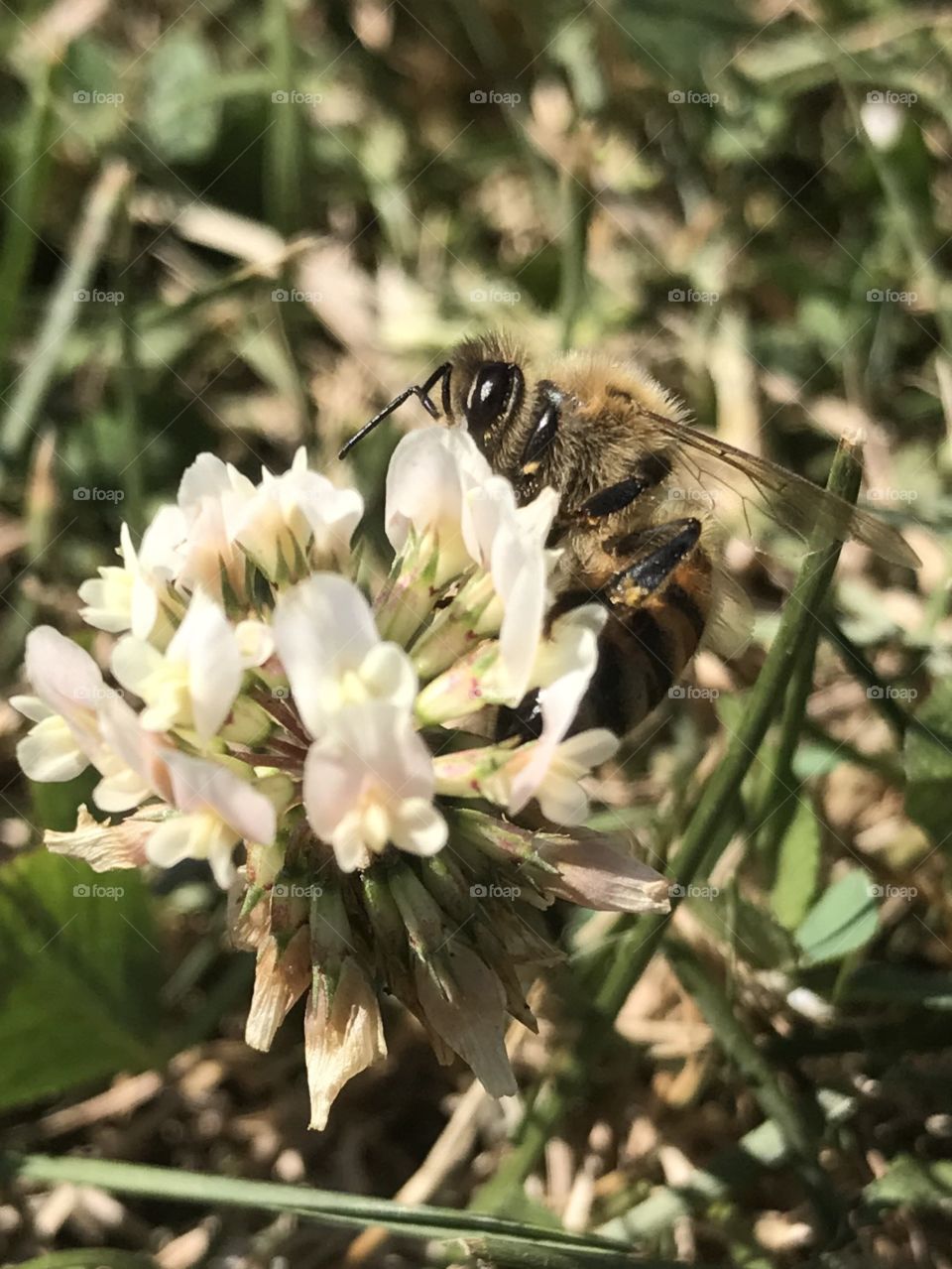 Bee spreading pollen