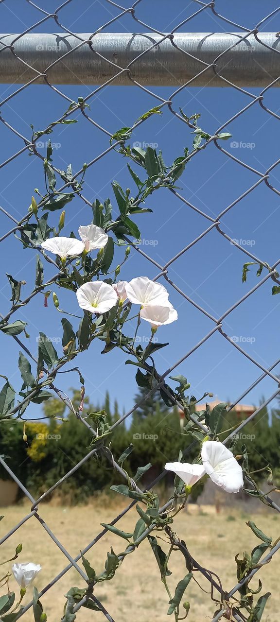 Flores campana en valla