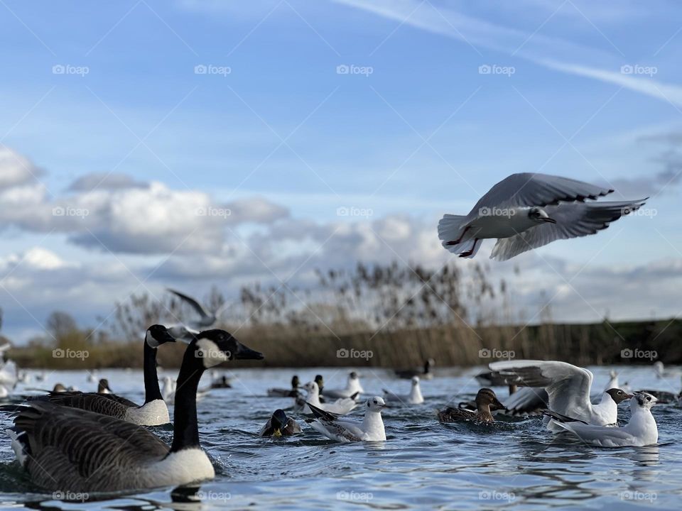 Birds who are free and can see , stay and enjoy this beautiful world ❤️