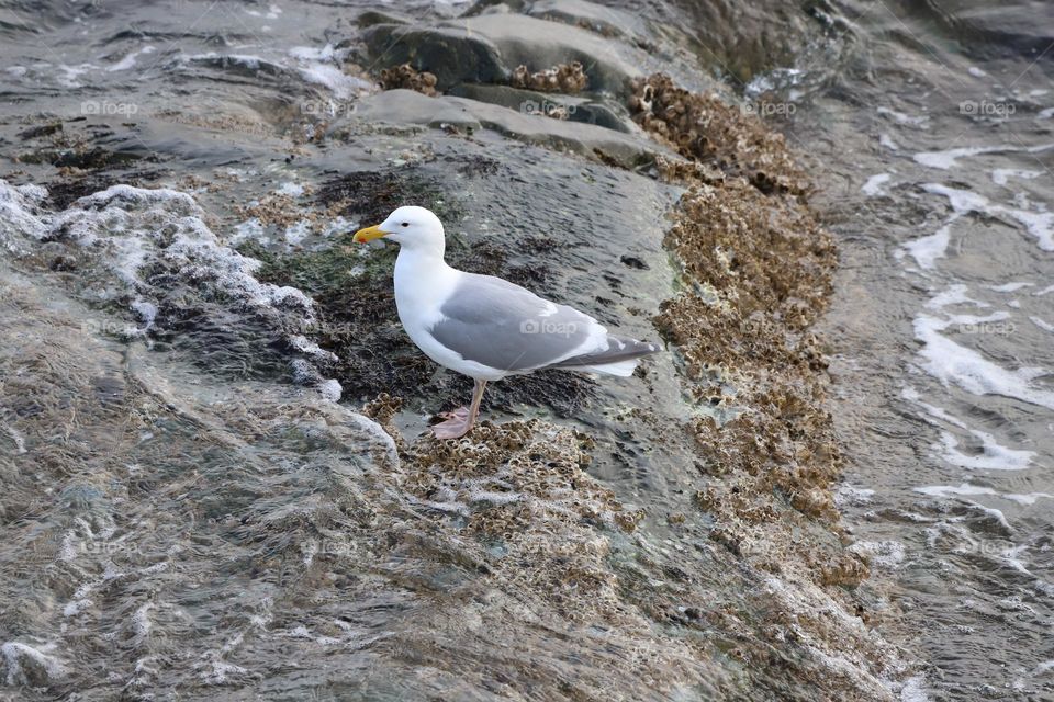 Seagull on the rocks in the shallow 