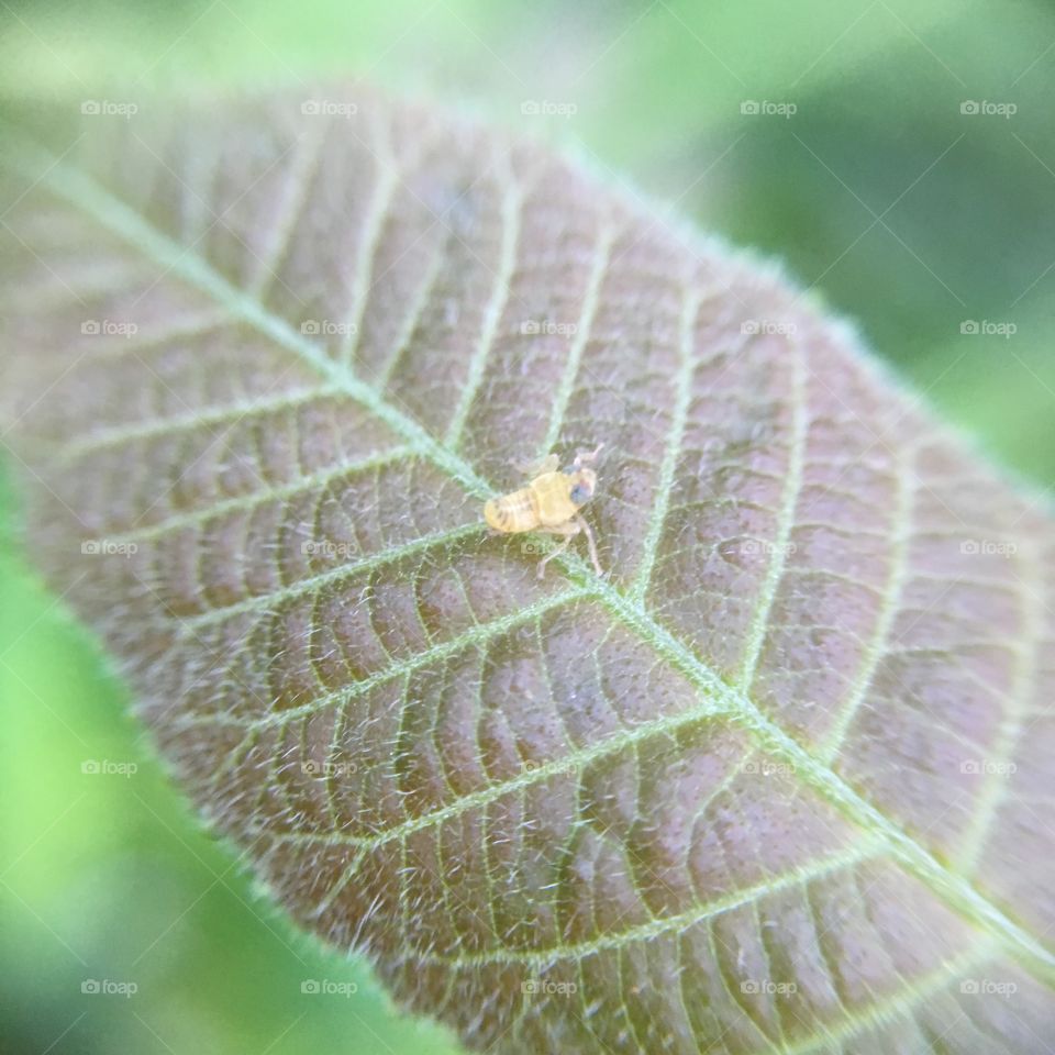 Weird bug on leaf