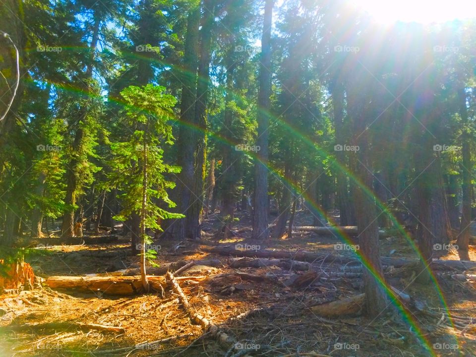 Philbrook lake,  California