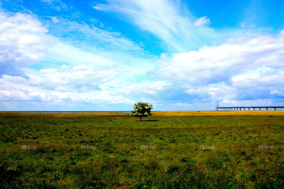 Lonely tree