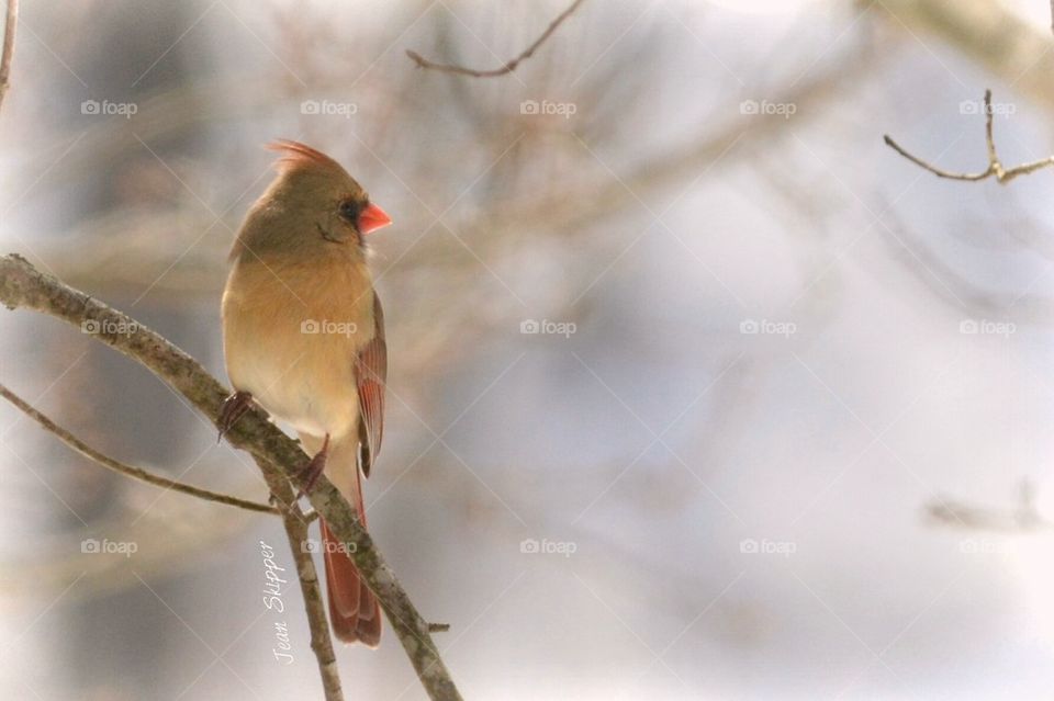 Female Cardinal 