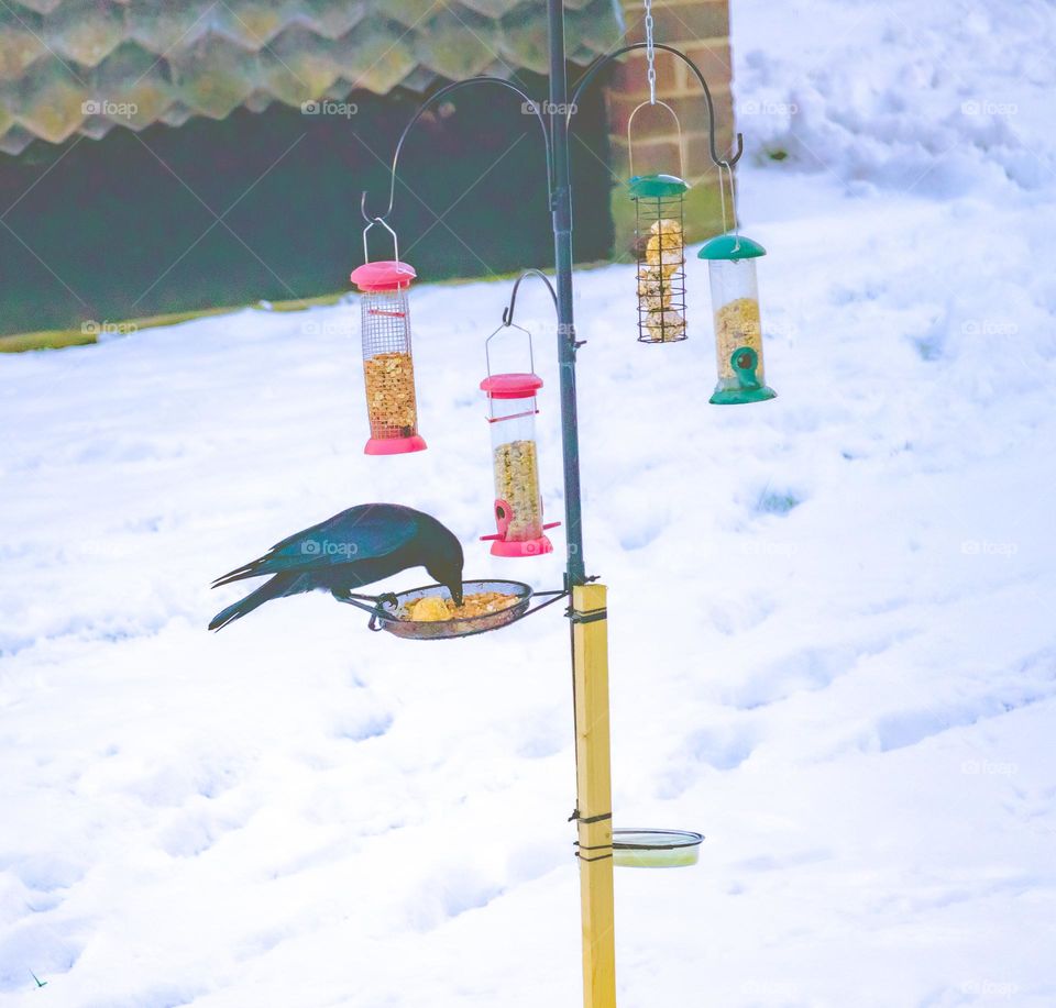 The snow happens to be a wonderful experience for us. But it a very challenging for many to find their food. Thanks to the noble person who tried to reduce that challenge a bit.