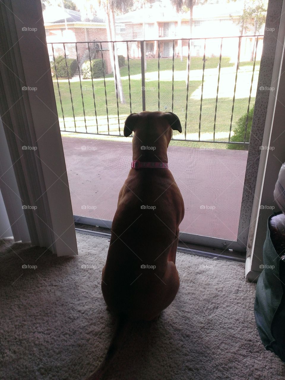 Dixie looking for squirrels.