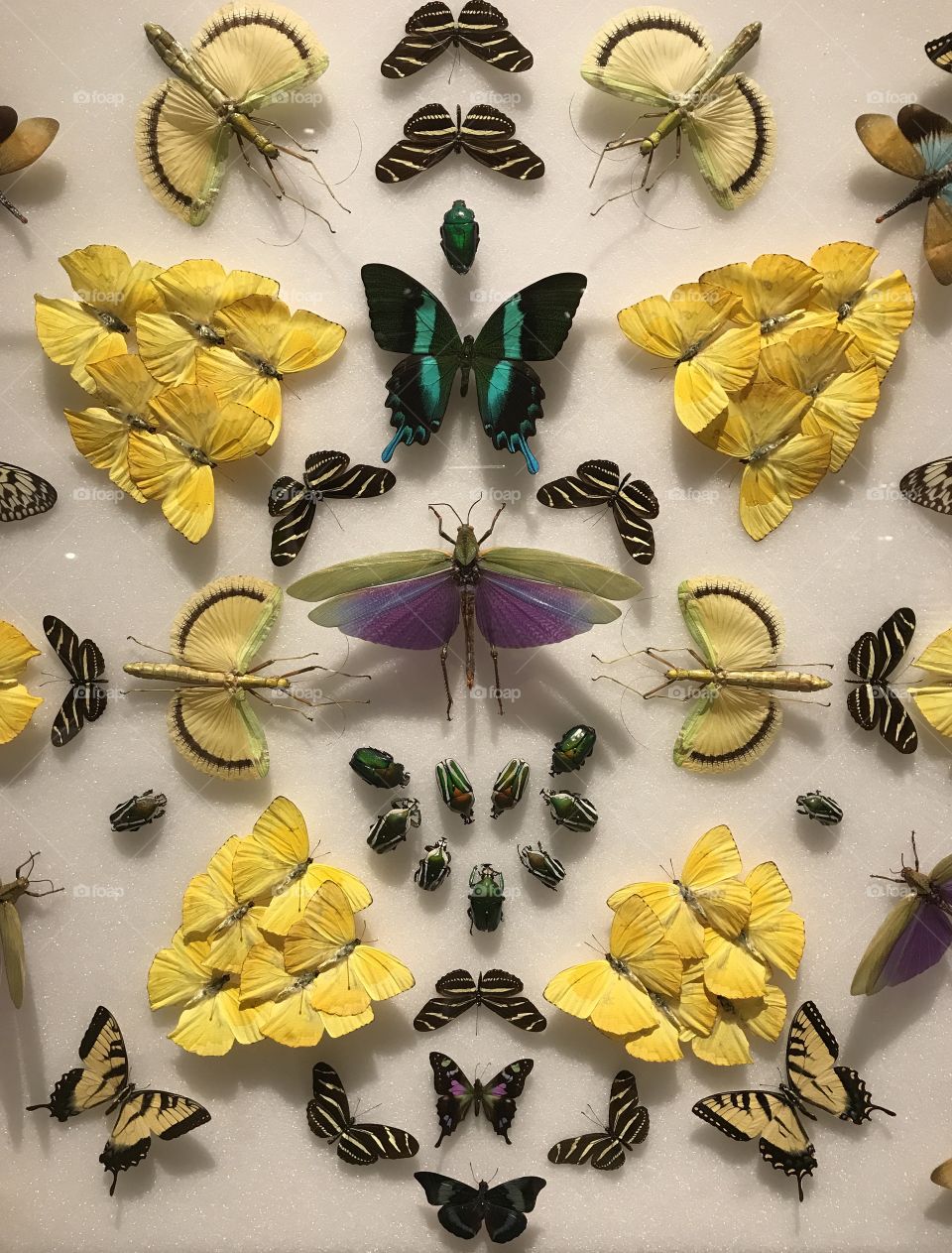 An array of butterflies 