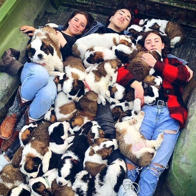 cute puppies sleeping