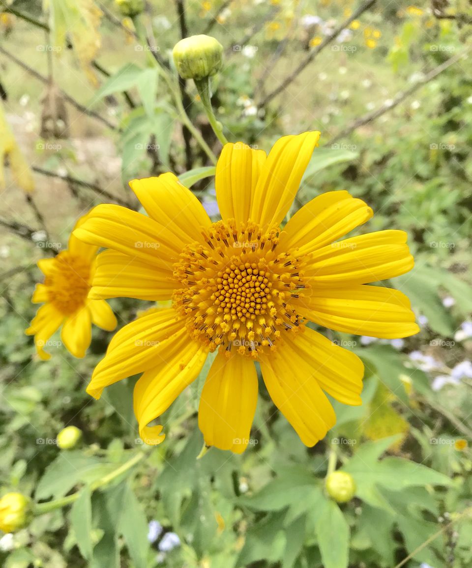 Tithonia diversifolia (Hemsl.) A. Gray. 