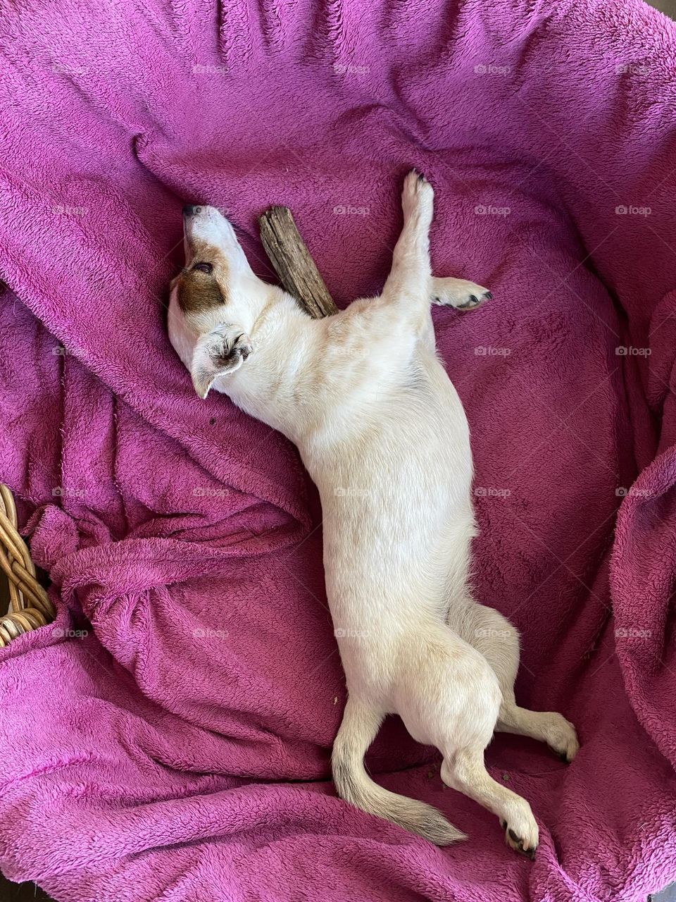 Sleeping Jack Russel