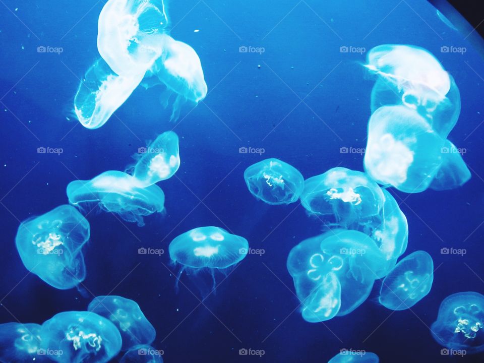 Jellyfish