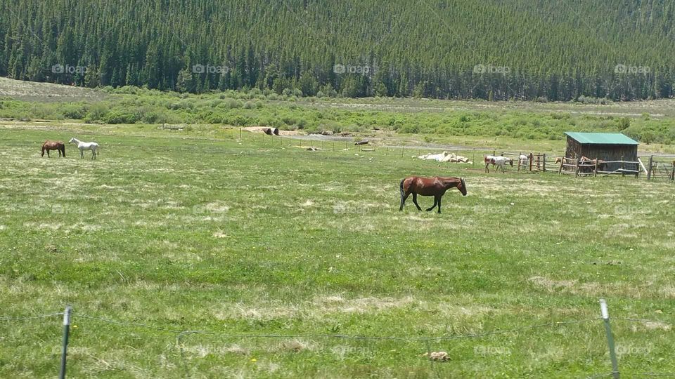 Horse Pasture