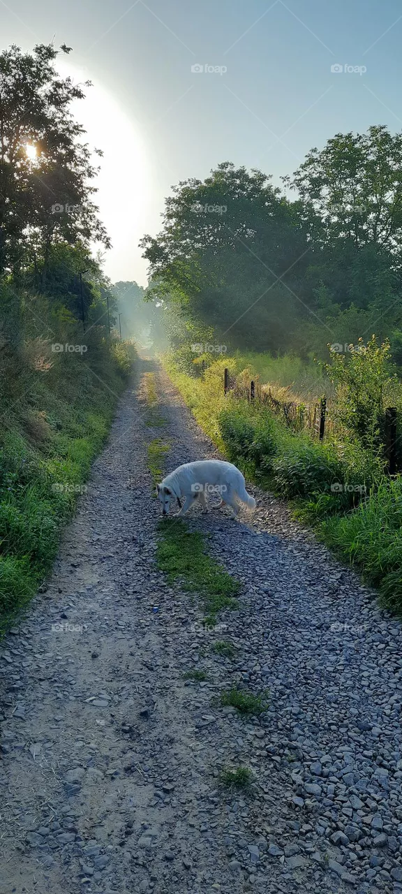 Morning walk