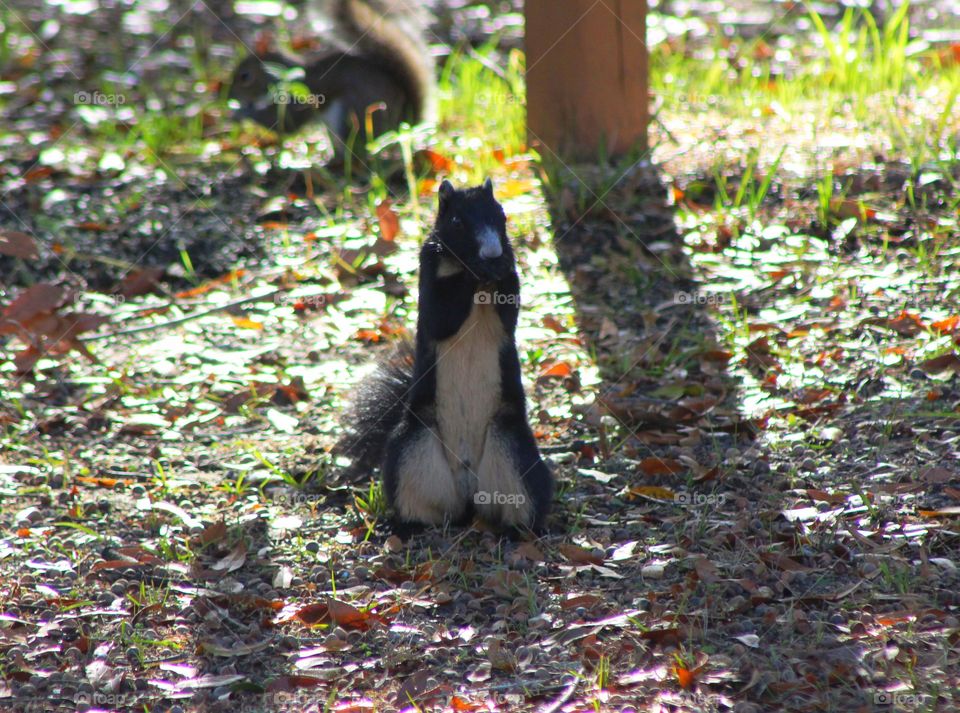 Fox squirrel standing and eating nuts