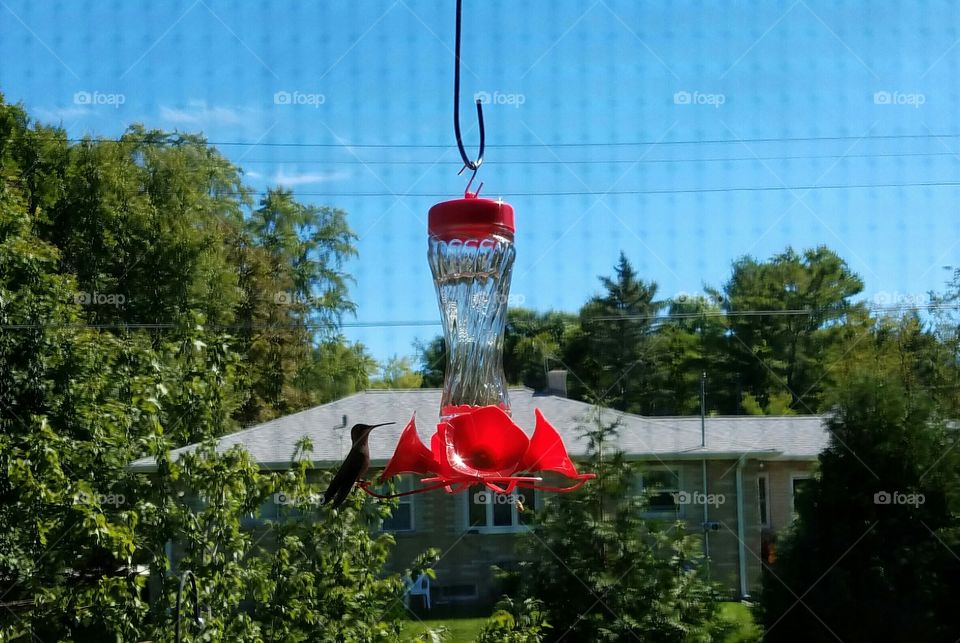 Hummingbird