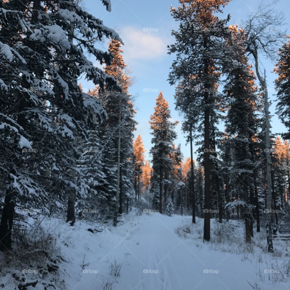 Snow, Winter, Wood, Cold, Tree