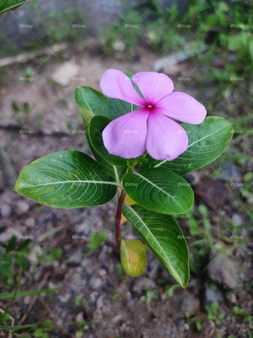 Madagascar Periwinkle