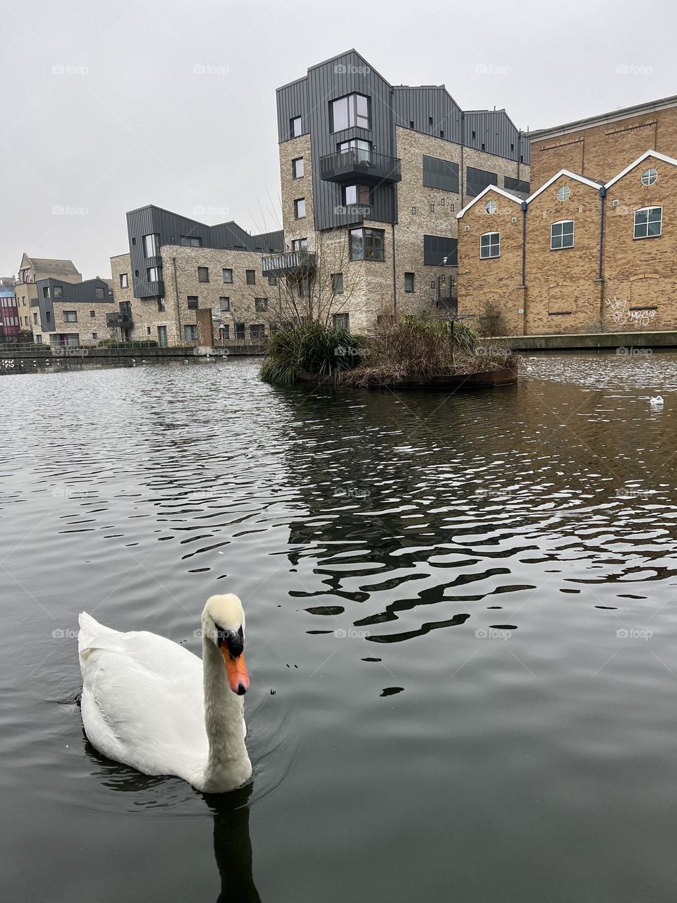 Swan in the city