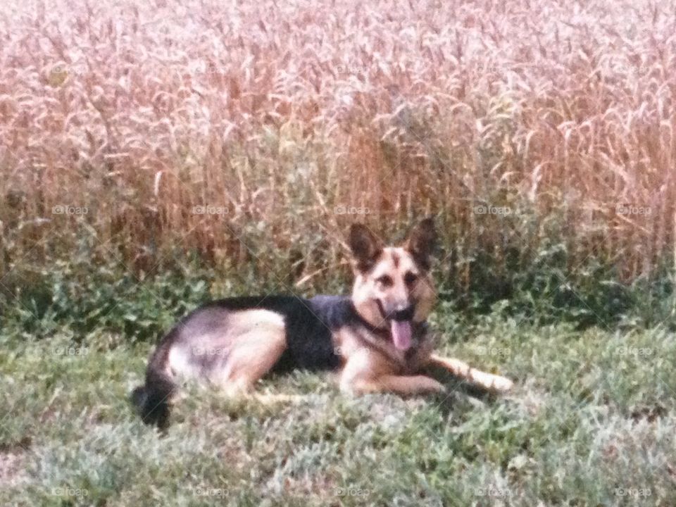 She was a German Shepherd named Samantha.