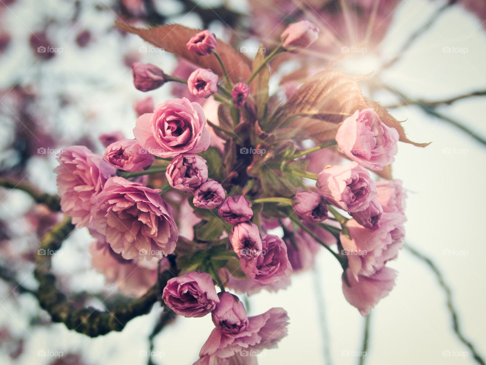 Pink flowers in blossom