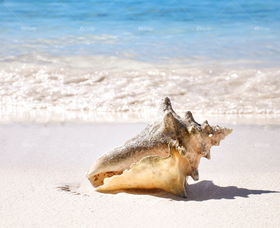 Seashell on the beach 