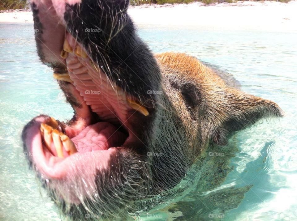 Swimming pigs in the Bahamas 