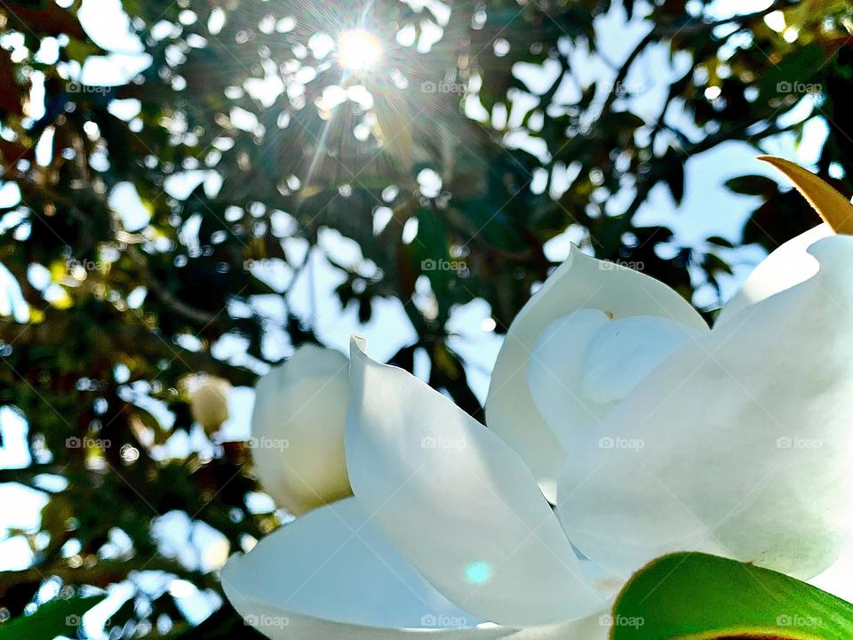 Spring Has Sprung And The Tree Flowers Are Rejoicing Under The Warm And Brilliant Sunshine