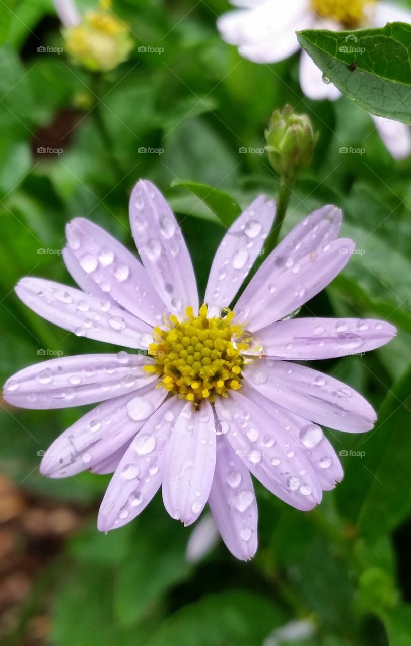 Daisy in the rain