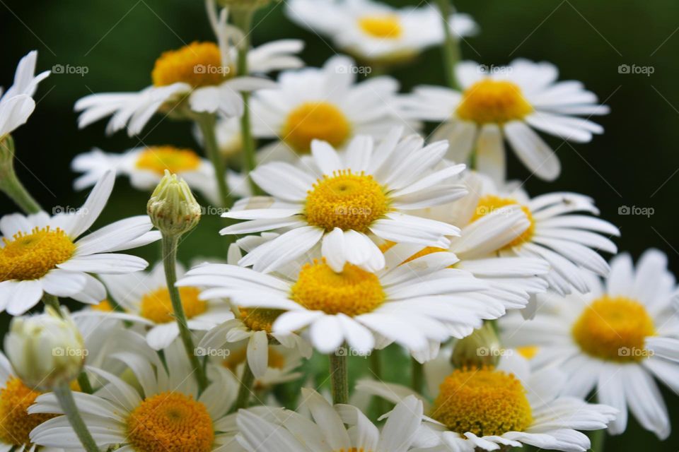 beautiful camomile flowers summer time