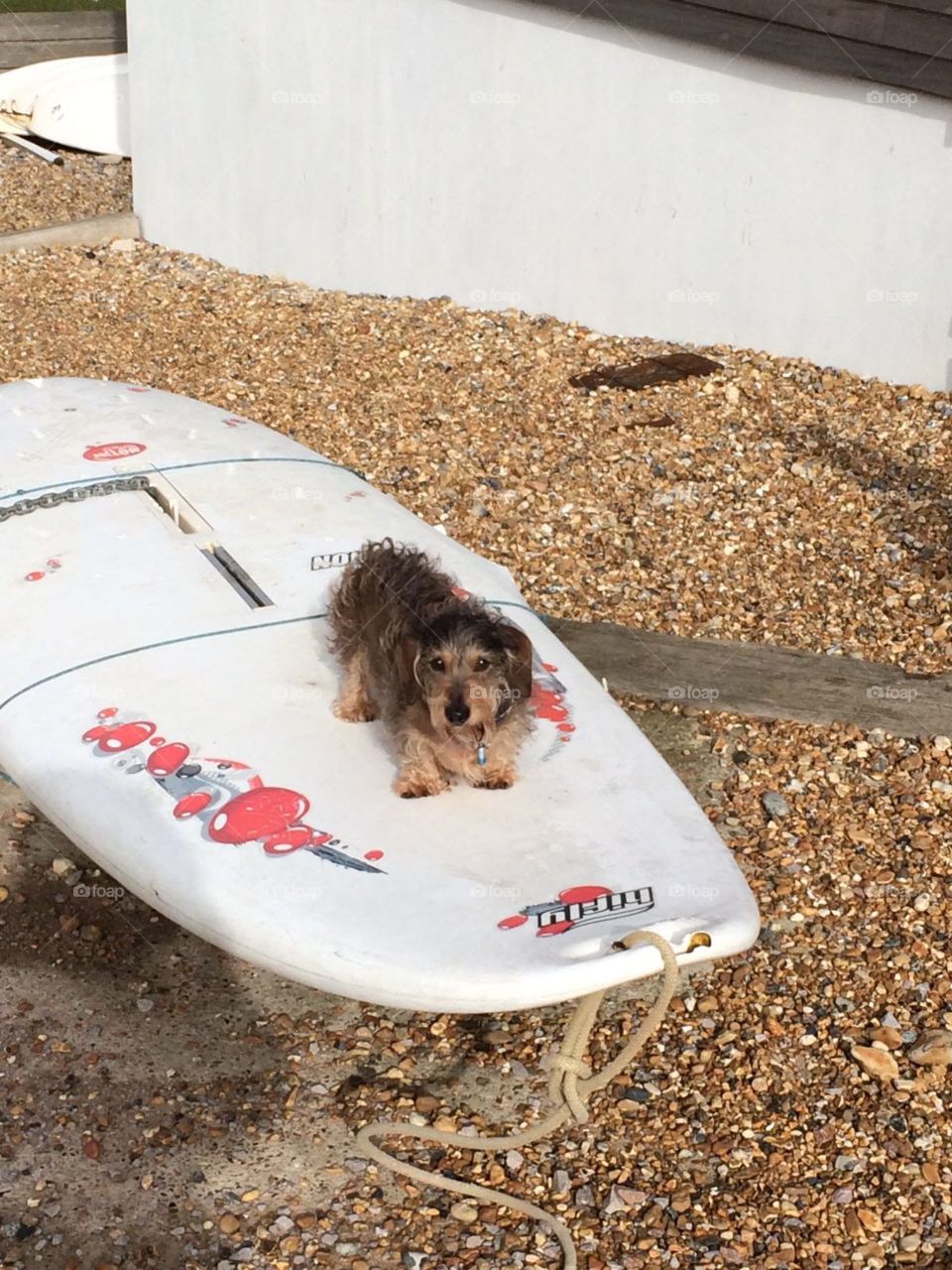 Little rocky at the beach on a surf board ❤️