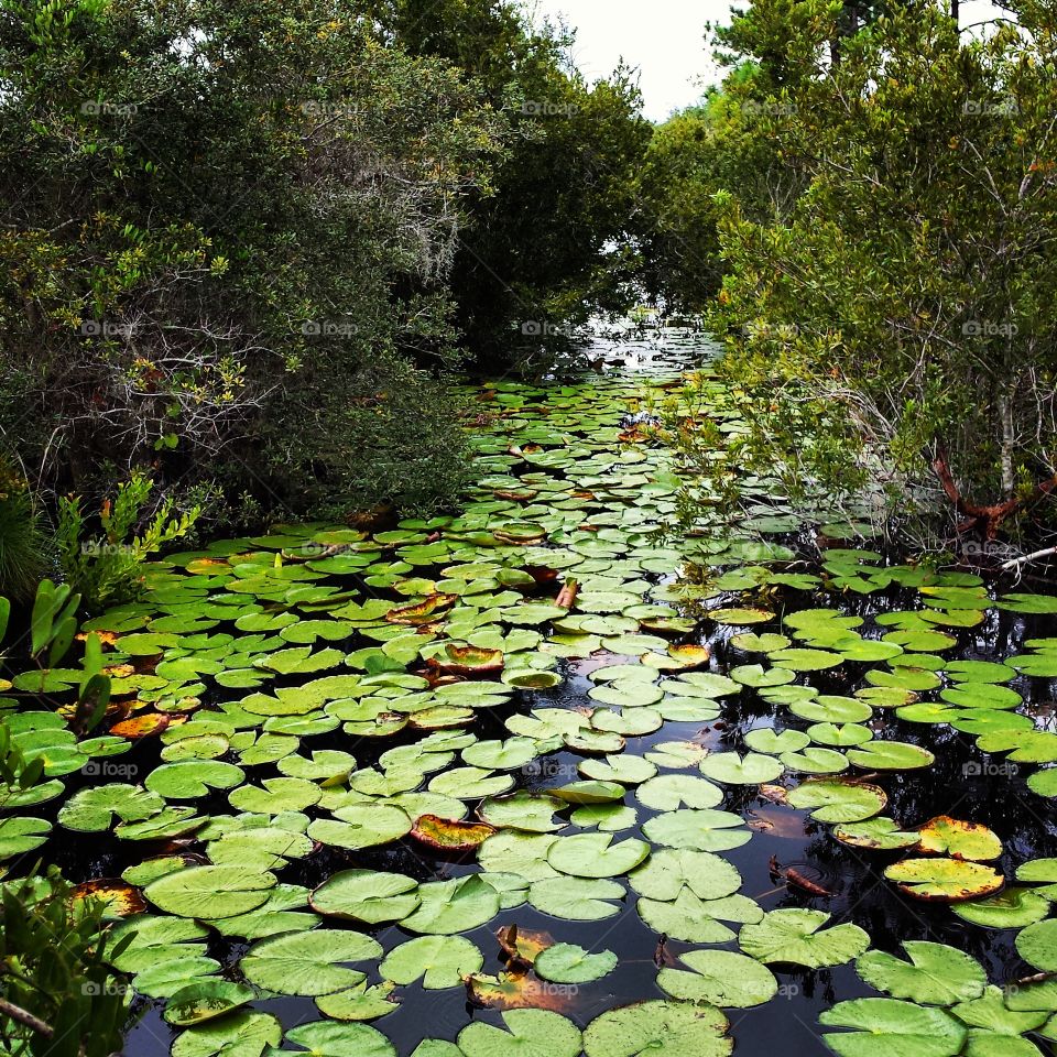 Lily Pads in the Creek