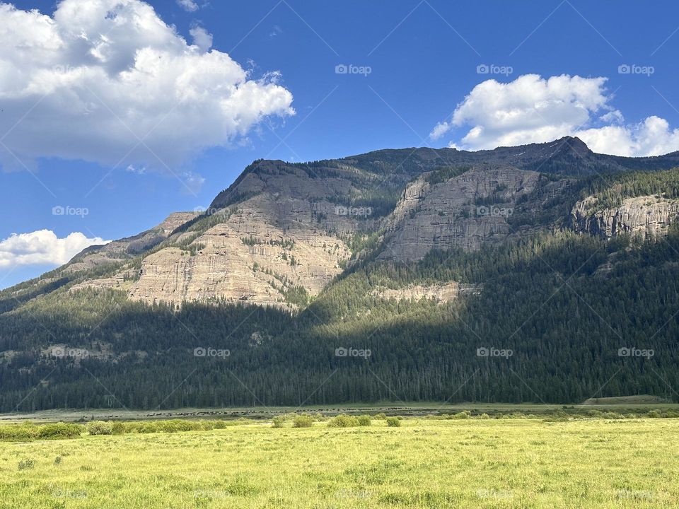 Bison roaming in a green valley in Yellowstone national Park with a mountain the the background 