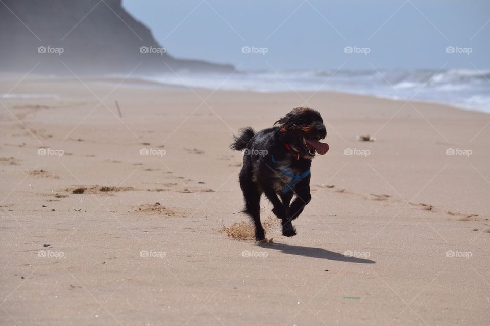 Dog at the beach