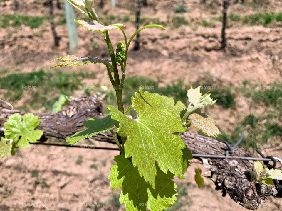 grape planting