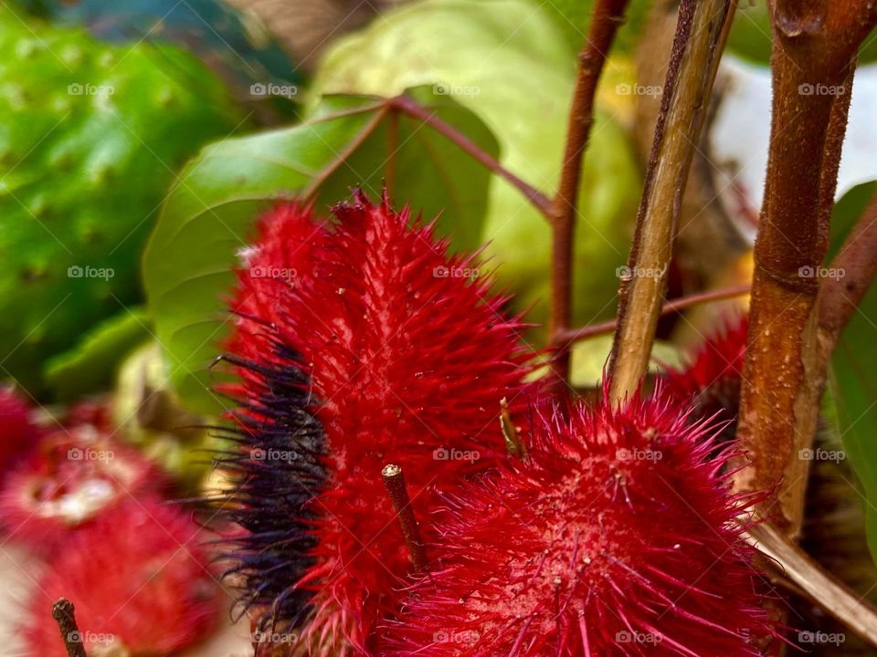 A  mysterious red spiked tropical fruit against green leaves showing the wonders and flavors of Costa Rica.