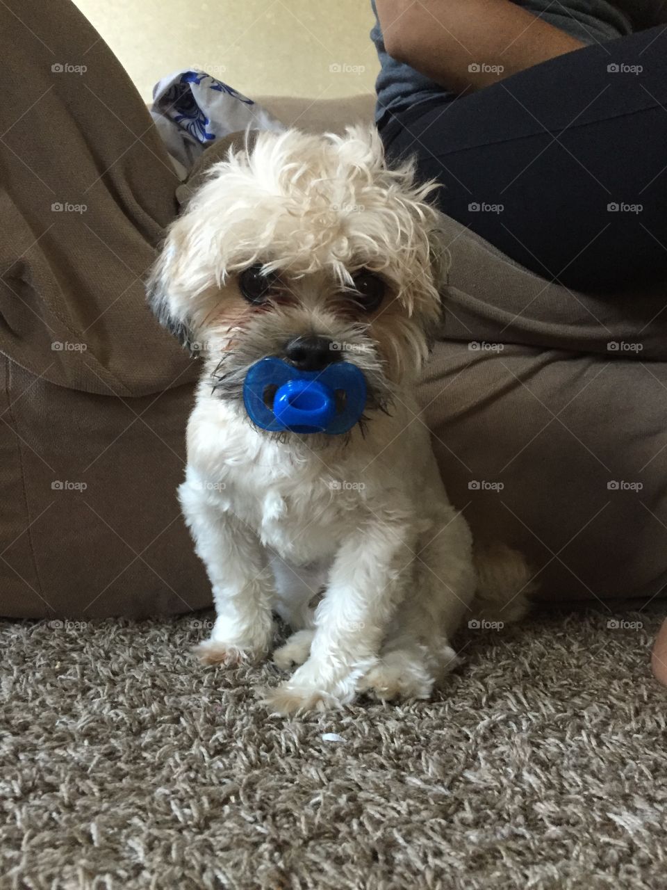 Boomer thinks he's a baby