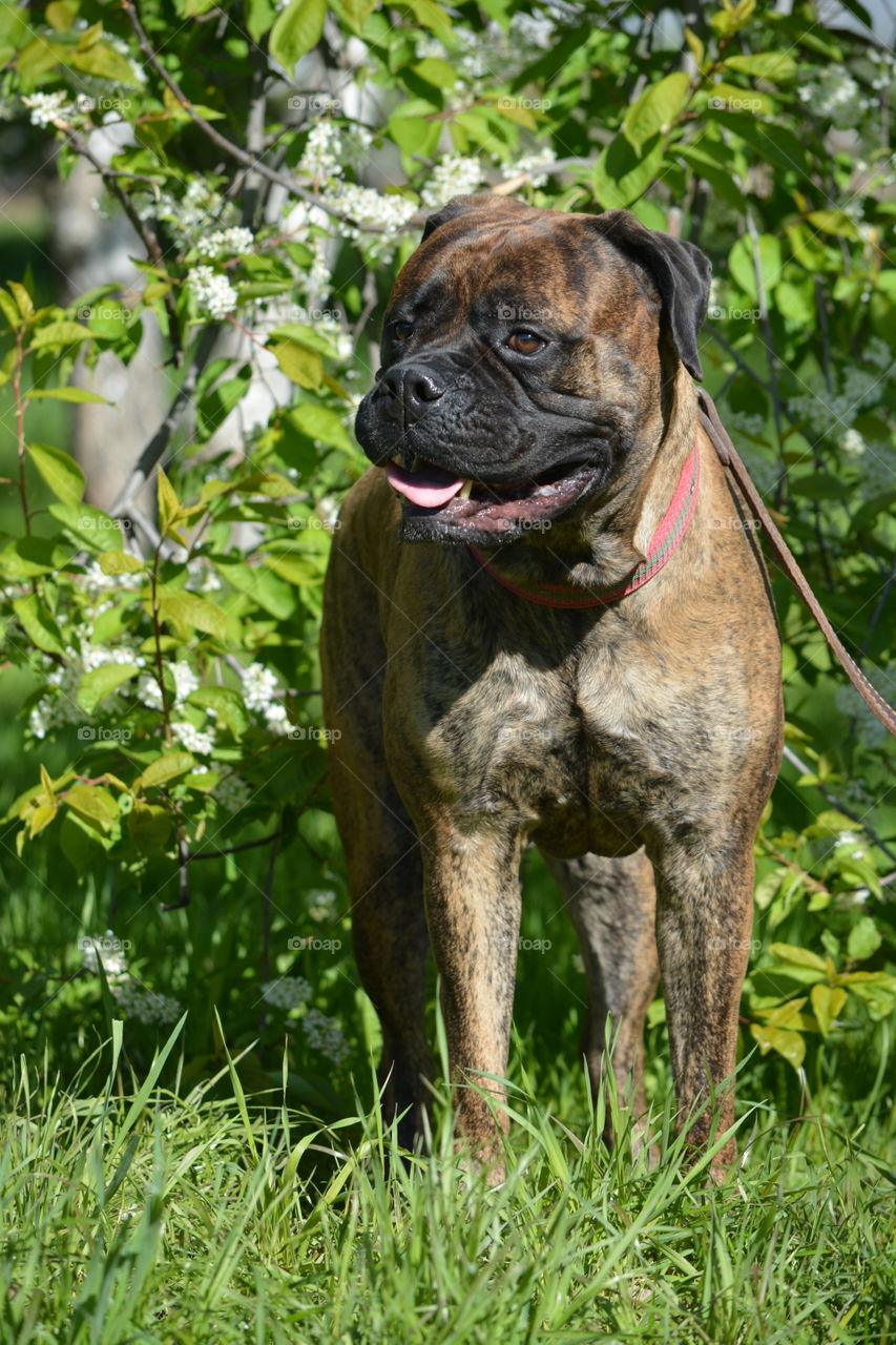 bullmastiff